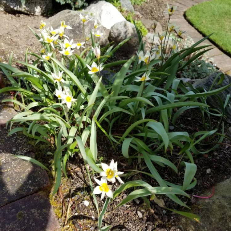 plant image 1572041