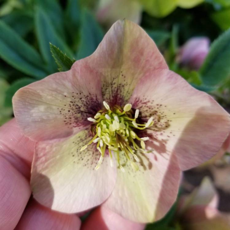 plant image 1573148 plant image 1573148
