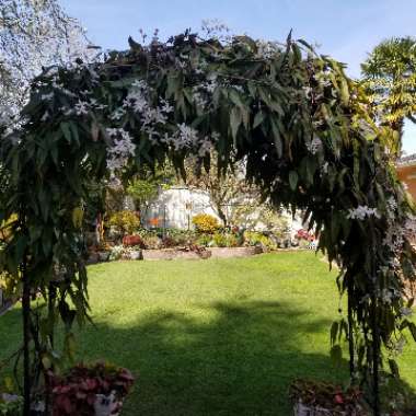 Clematis armandii 'Apple Blossom'