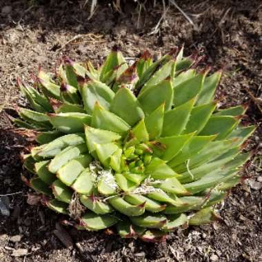 Aloe Polyphylla