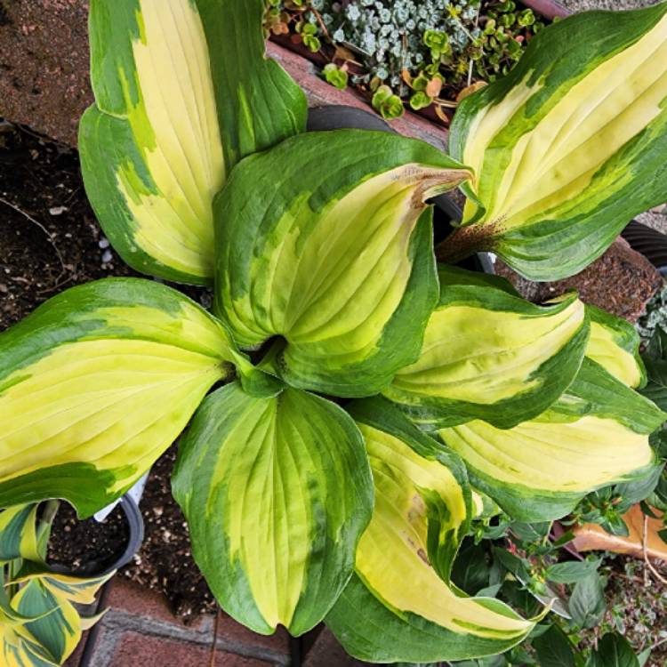 Plant image Hosta 'Raspberry Sundae'