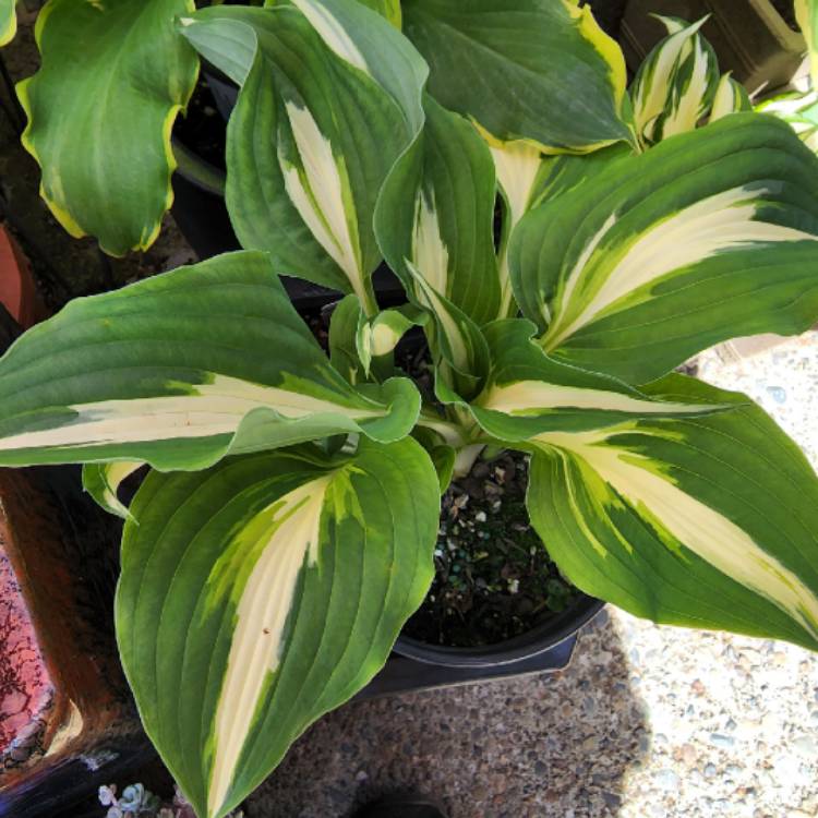 Plant image Hosta 'Night Before Christmas'