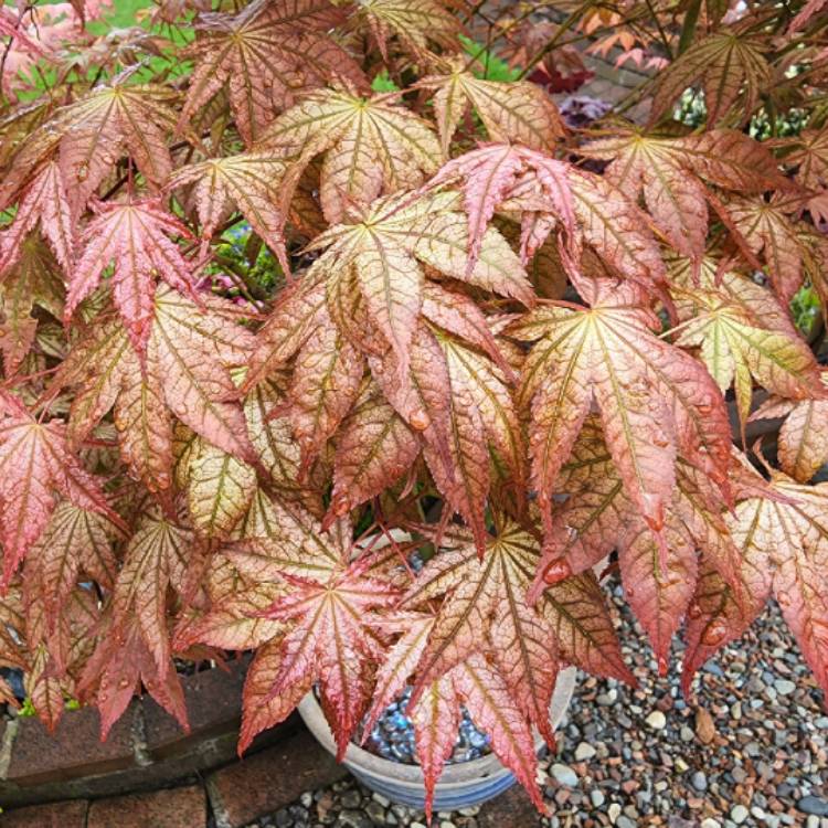 plant image 1588998 plant image 1588998