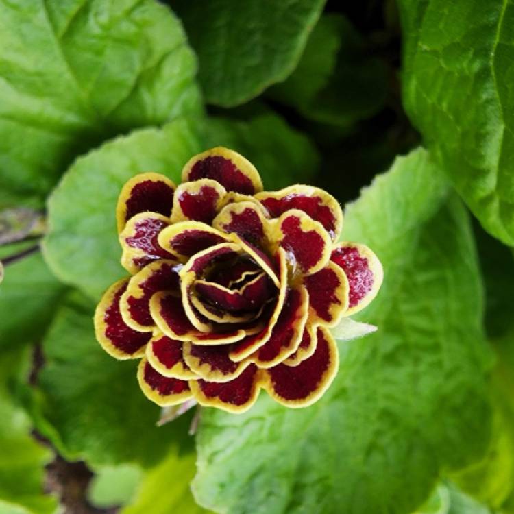 plant image 1589804 plant image 1589804