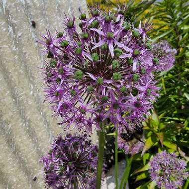Allium