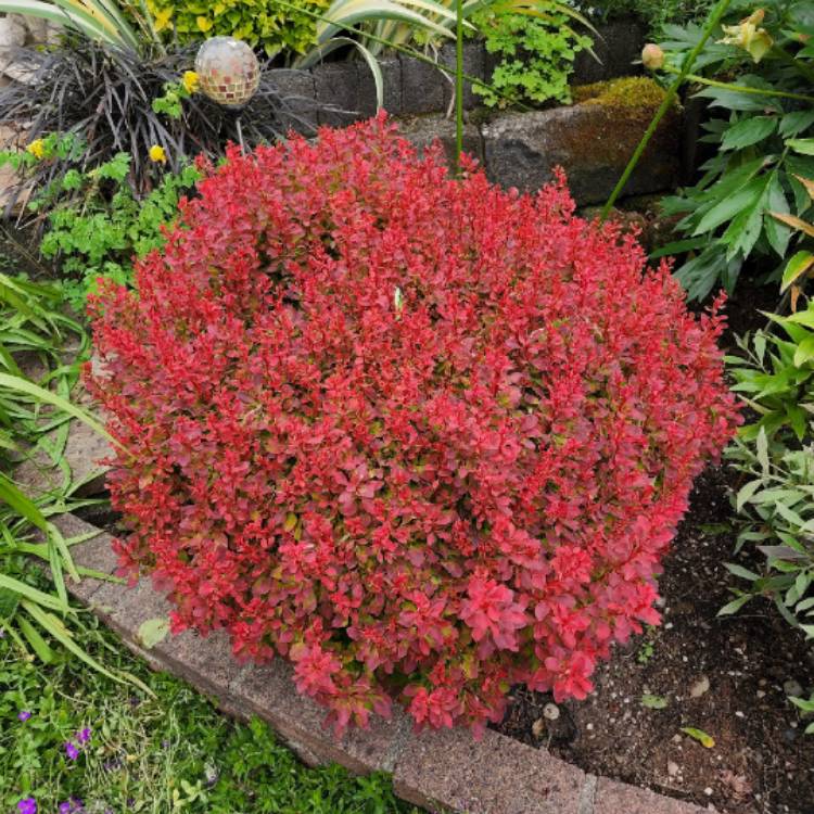 plant image 1597737 plant image 1597737