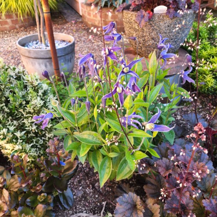 plant image 1603929 plant image 1603929