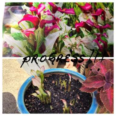 Zantedeschia Frozen Queen