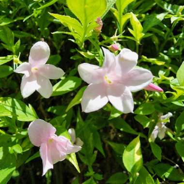 Trachelospermum asiaticum 'Pink Showers'