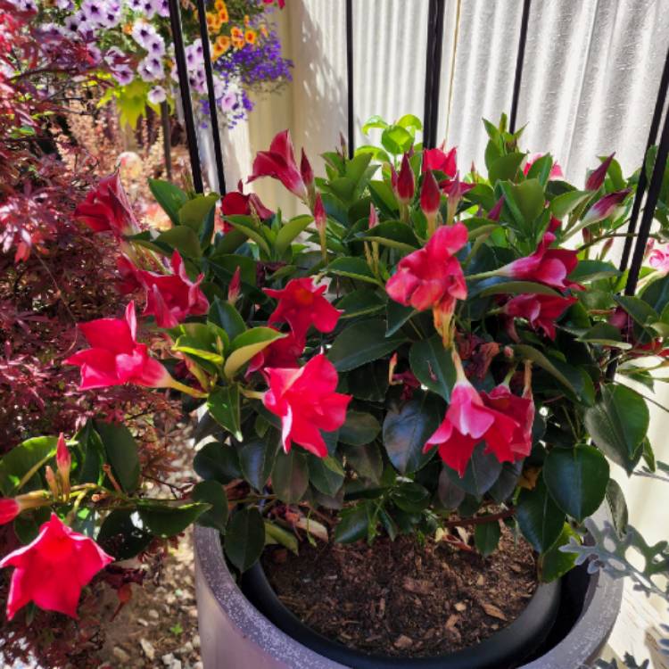 plant image 1610404 plant image 1610404