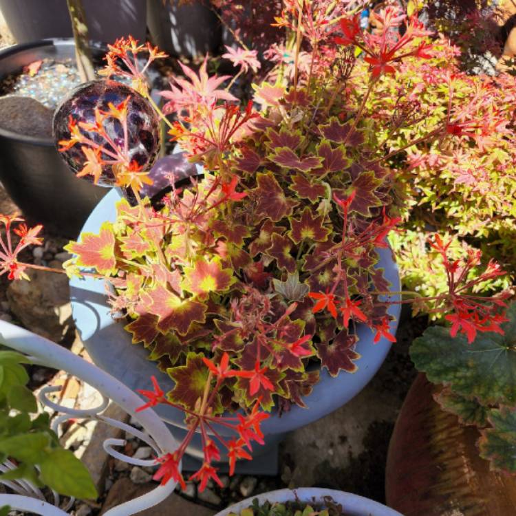 plant image 1612438 plant image 1612438