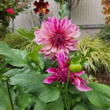 Dahlia 'Cafe au Lait'