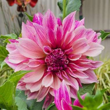 Dahlia 'Cafe au Lait'