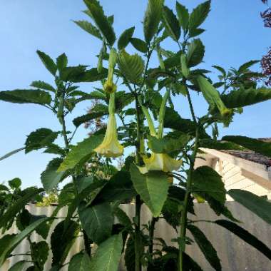 Brugmansia 'Sunray'