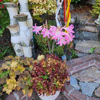 Amaryllis belladonna
