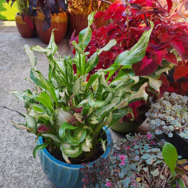 plant image 1632467