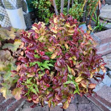 Leucothoe axillaris 'Curly Red'