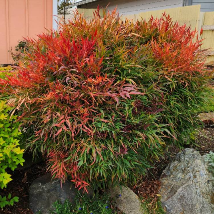 plant image 1637008 plant image 1637008