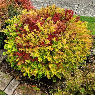 Spiraea japonica 'Goldflame' syn. Spiraea x bumalda 'Goldflame'