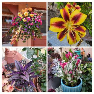 Shelley's garden