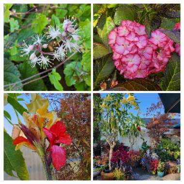 Shelley's garden