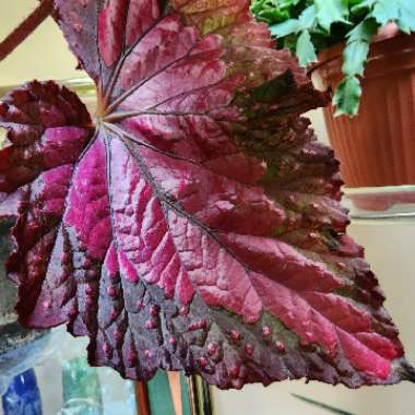 Rex Begonia