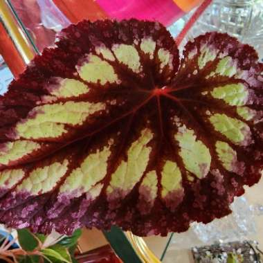 Rex Begonia