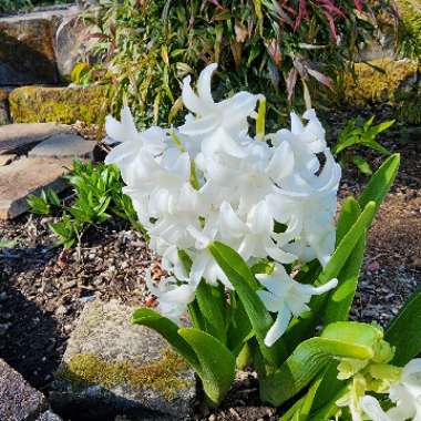 Hyacinth