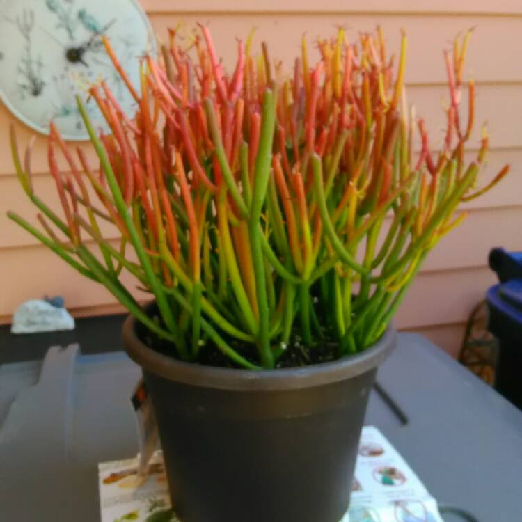 Plant image Euphorbia tirucalli 'Rosea'
