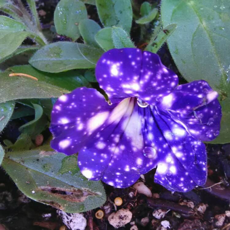 plant image 395337