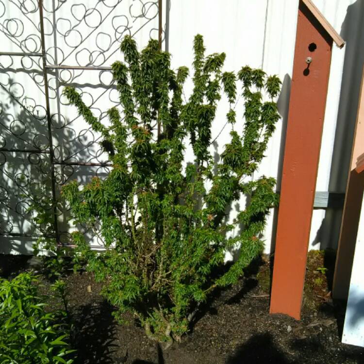 plant image 398862