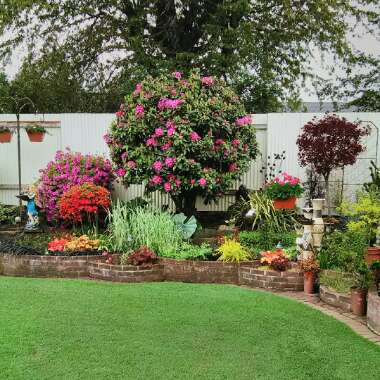 Rhododendron  (Rhododendron Varieties)