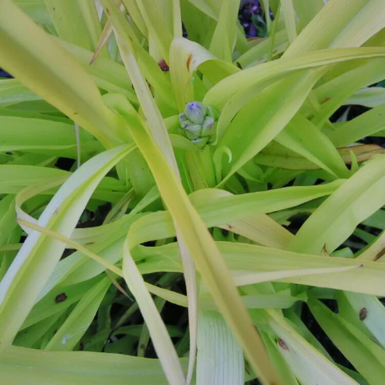 plant image 407188 plant image 407188