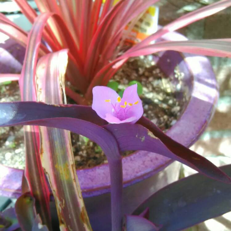 plant image 428055 plant image 428055
