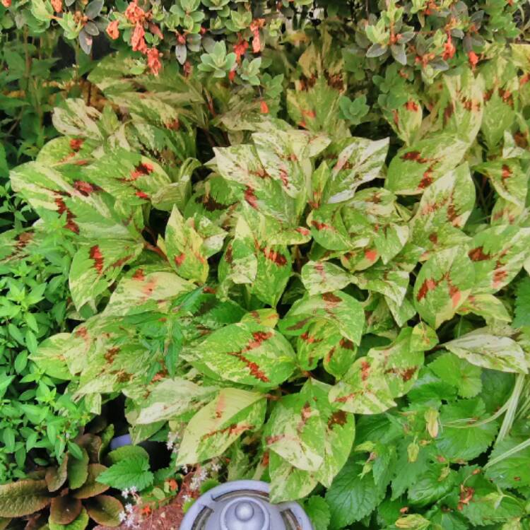 Plant image Persicaria microcephala 'Red Dragon'