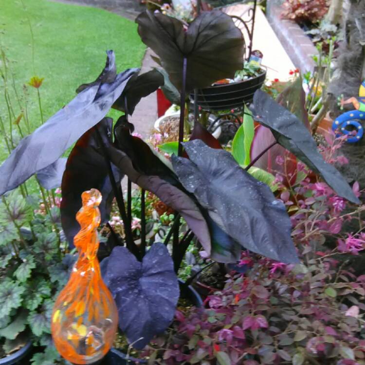 plant image 434425 plant image 434425
