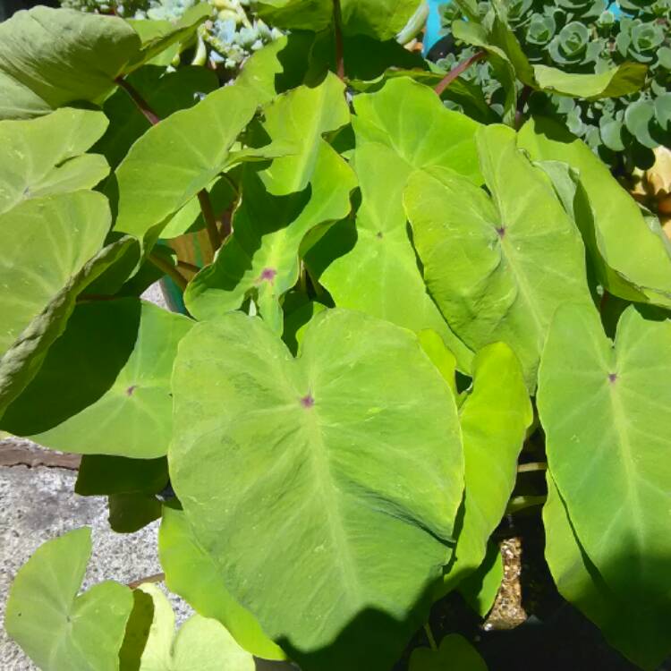 Plant image Colocasia esculenta 'Elena'