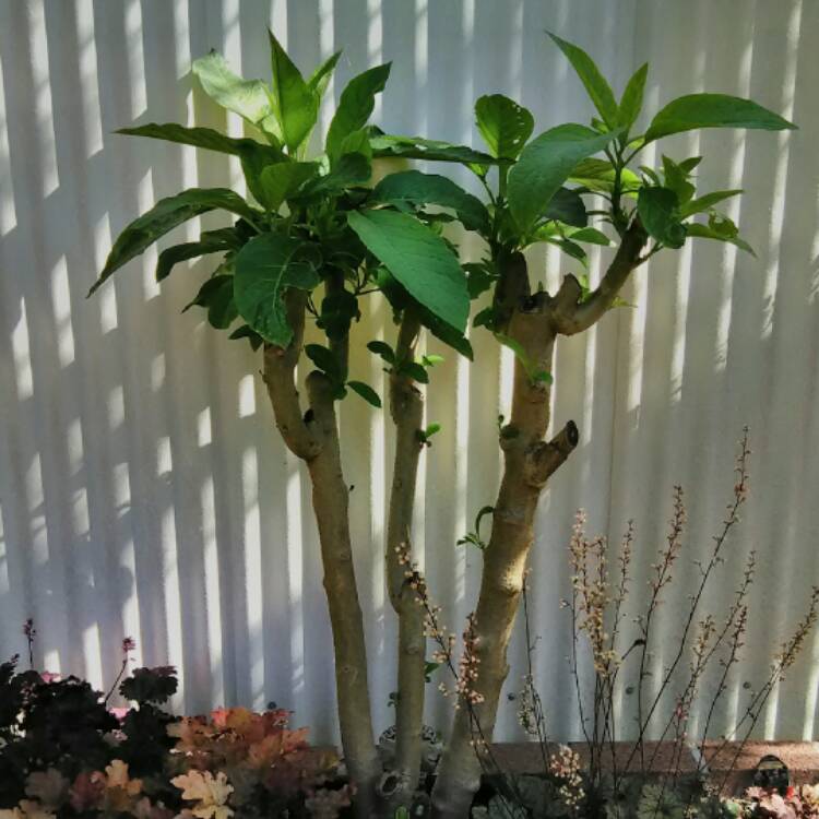 plant image 436302 plant image 436302