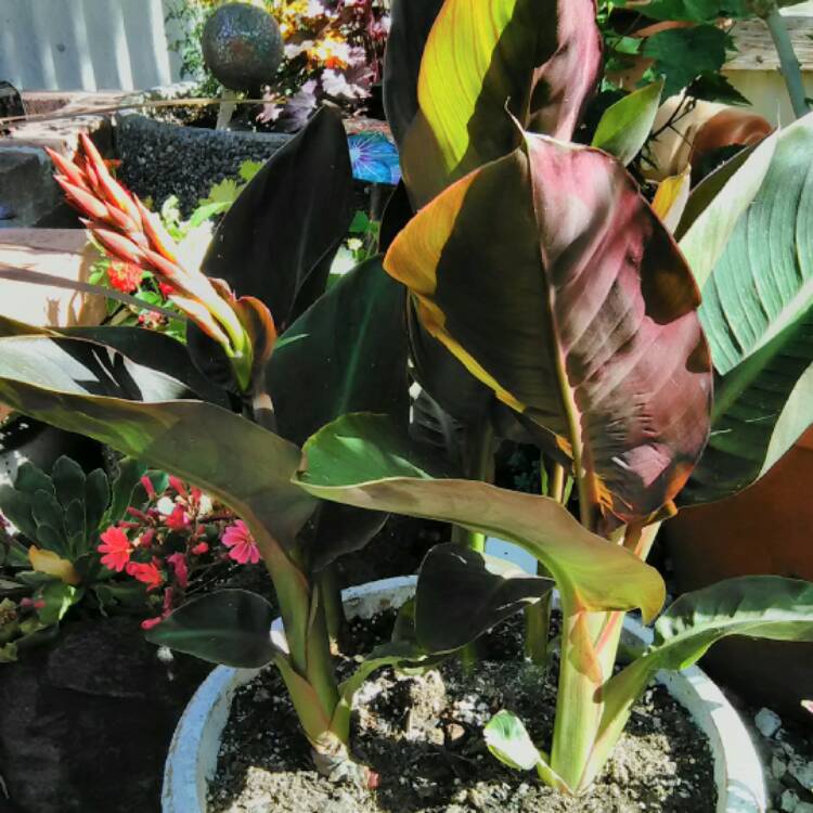 plant image 436315