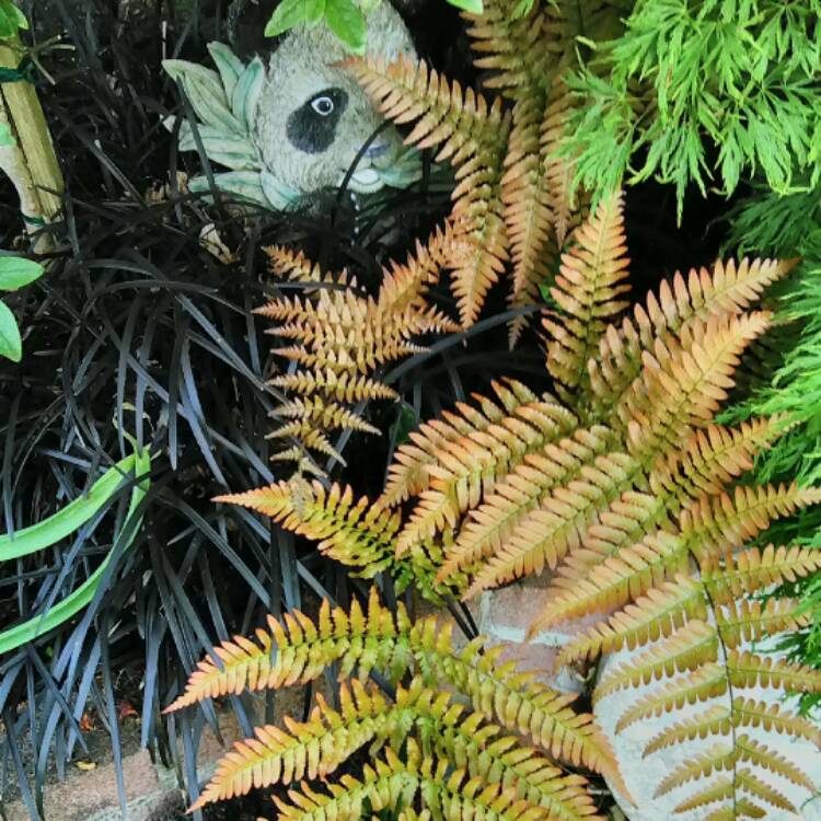 plant image 447325 plant image 447325