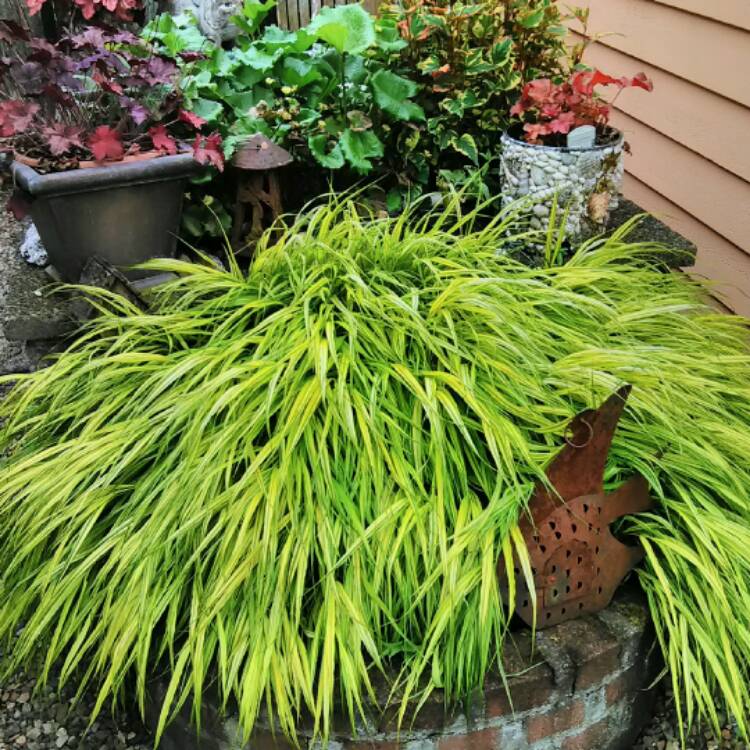 plant image 454108 plant image 454108