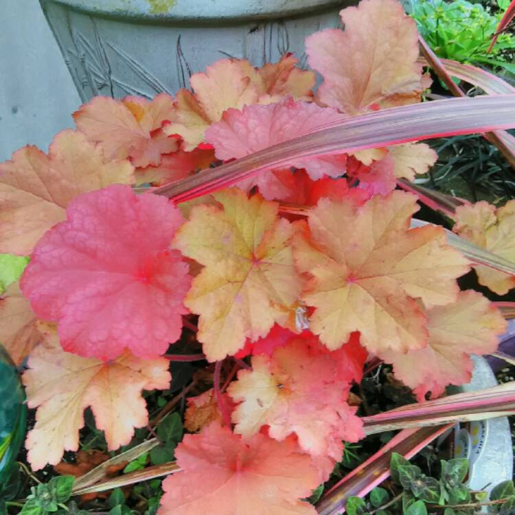 Plant image Heuchera 'Rio'