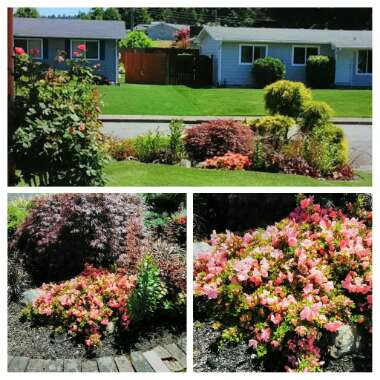 Rhododendron  (Rhododendron Varieties)