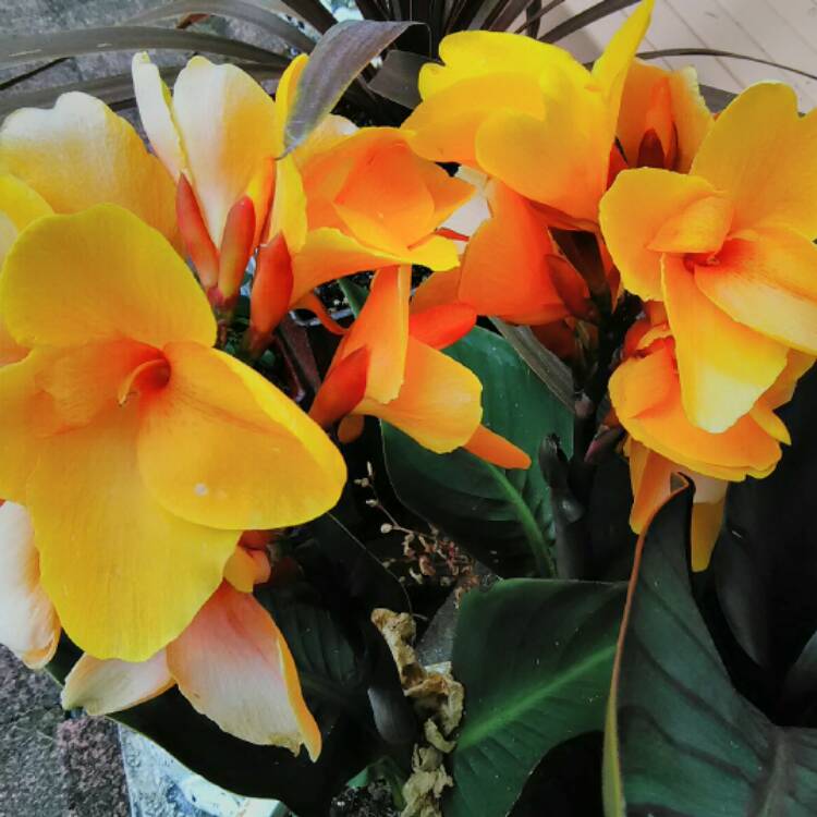 plant image 464127