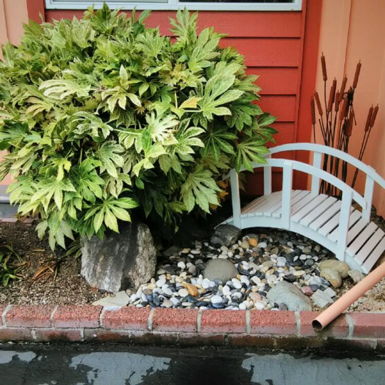 plant image 468686