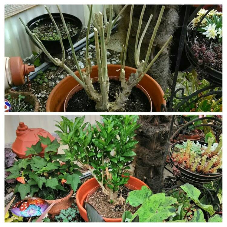 plant image 468712