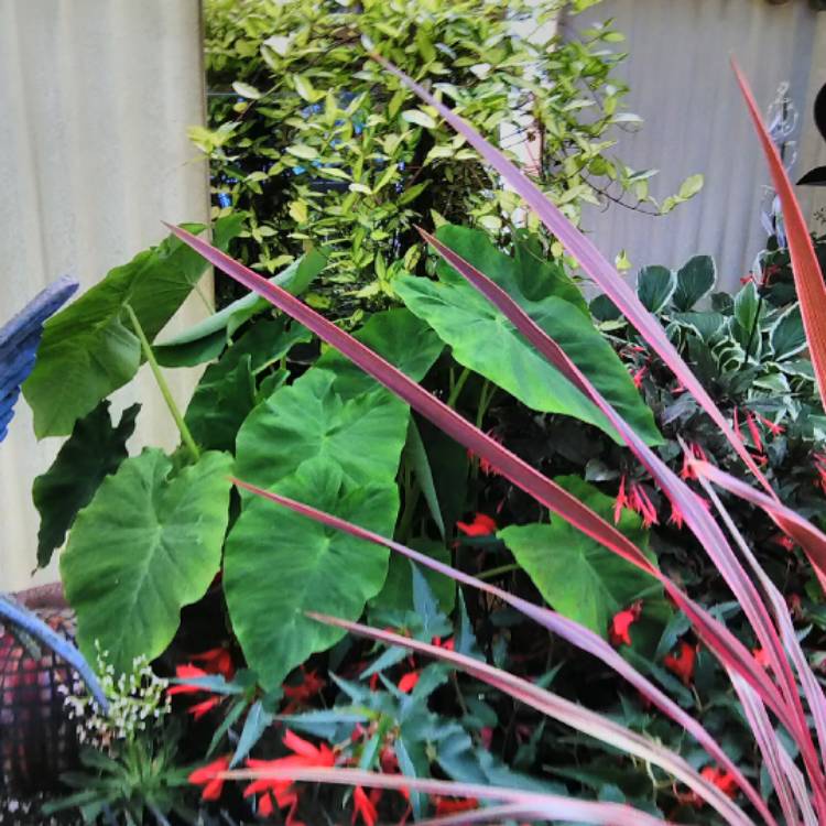 plant image 497312 plant image 497312