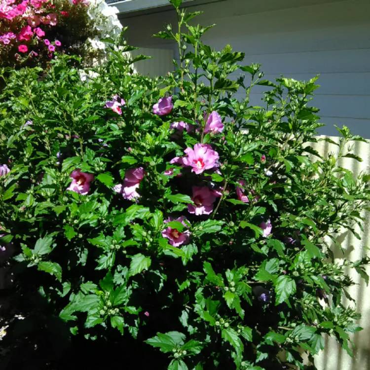 plant image 501134 plant image 501134