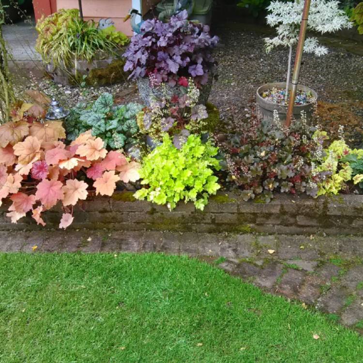 plant image 504572 plant image 504572