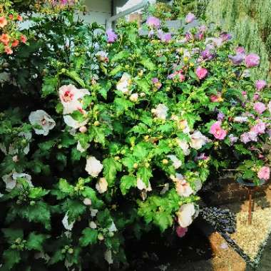 Hibiscus syriacus